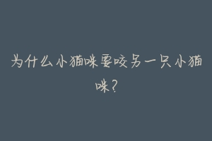 为什么小猫咪要咬另一只小猫咪?