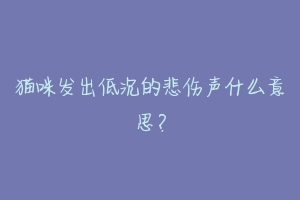 猫咪发出低沉的悲伤声什么意思?