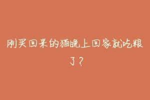 刚买回来的猫晚上回家就吃粮了?