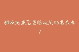 猫咪洗澡后害怕吹风机怎么办?
