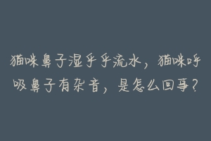猫咪鼻子湿乎乎流水,猫咪呼吸鼻子有杂音,是怎么回事?
