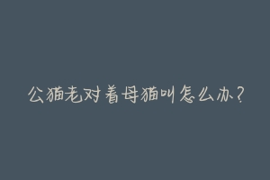 公猫老对着母猫叫怎么办?