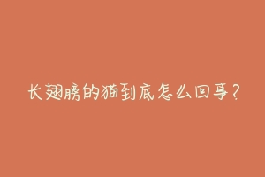 长翅膀的猫到底怎么回事?