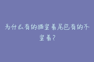 为什么有的猫竖着尾巴有的不竖着?