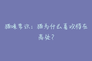 猫咪常识:猫为什么喜欢待在高处?