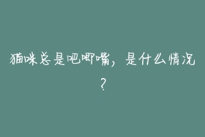 猫咪总是吧唧嘴，是什么情况？