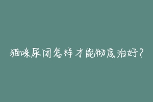 猫咪尿闭怎样才能彻底治好?