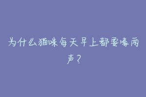 为什么猫咪每天早上都要嚎两声?