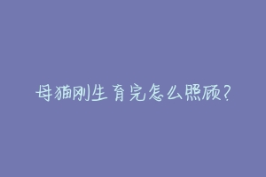 母猫刚生育完怎么照顾?