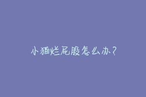 小猫烂屁股怎么办?