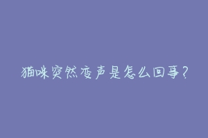猫咪突然变声是怎么回事?