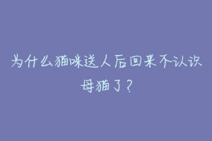 为什么猫咪送人后回来不认识母猫了?