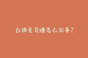 白猫是异瞳怎么回事?