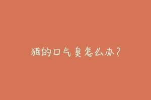 猫的口气臭怎么办?