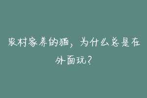 农村家养的猫,为什么总是在外面玩?
