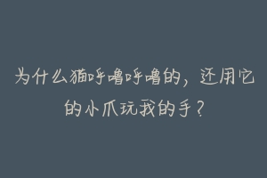 为什么猫呼噜呼噜的,还用它的小爪玩我的手?