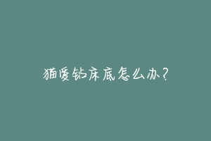 猫爱钻床底怎么办?