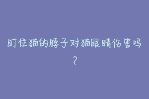 盯住猫的脖子对猫眼睛伤害吗?