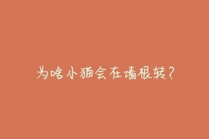 为啥小猫会在墙根转?
