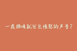 一摸猫咪就发出愤怒的声音?