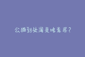 公猫到处闻是啥意思?