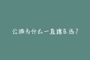 公猫为什么一直蹭东西?