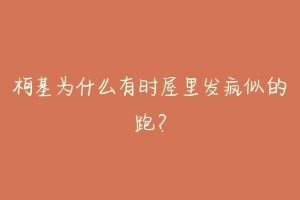 柯基为什么有时屋里发疯似的跑？