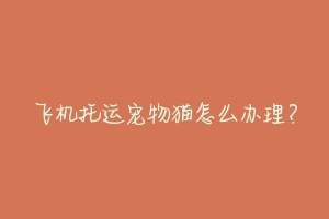 飞机托运宠物猫怎么办理?