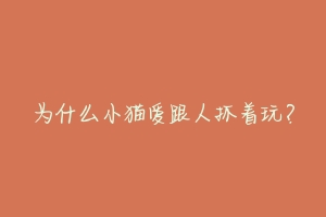 为什么小猫爱跟人抓着玩?
