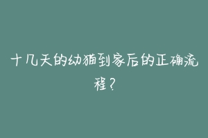 十几天的幼猫到家后的正确流程？