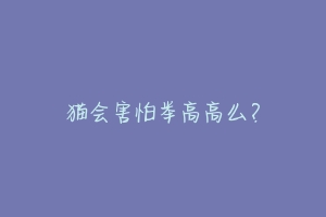 猫会害怕举高高么?