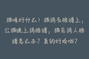 猫咪好什么!猫骑在胳膊上,公猫晚上骑胳膊,猫总骑人胳膊怎么办?真的好烦哦?