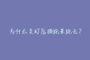 为什么关灯后猫跑来跑去?