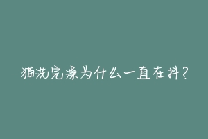 猫洗完澡为什么一直在抖?