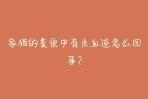 家猫的粪便中有点血迹怎么回事?