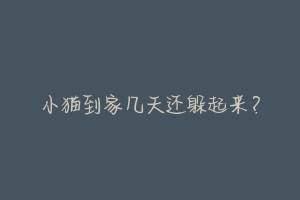 小猫到家几天还躲起来?