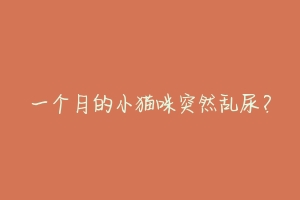 一个月的小猫咪突然乱尿?