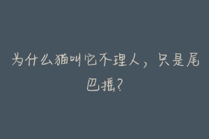 为什么猫叫它不理人,只是尾巴摇?