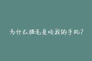为什么猫老是咬我的手机?