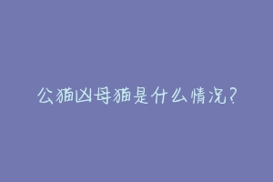 公猫凶母猫是什么情况?