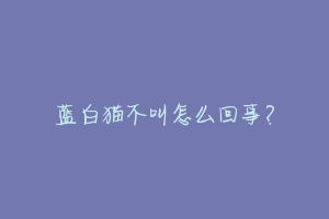 蓝白猫不叫怎么回事?