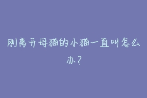 刚离开母猫的小猫一直叫怎么办?