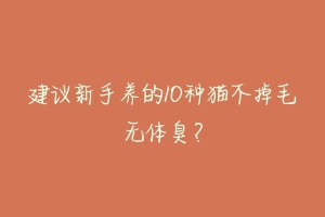 建议新手养的10种猫不掉毛无体臭?