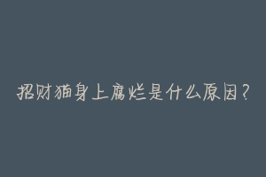 招财猫身上腐烂是什么原因?
