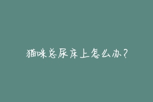 猫咪总尿床上怎么办?