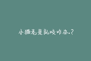 小猫老是乱咬咋办.?
