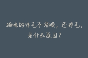 猫咪的体毛不滑顺,还掉毛,是什么原因?