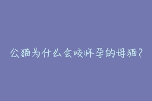公猫为什么会咬怀孕的母猫?