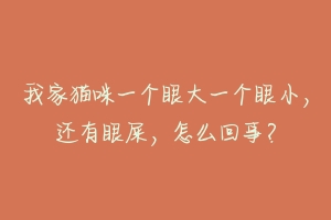 我家猫咪一个眼大一个眼小,还有眼屎,怎么回事?