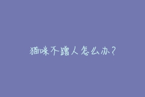 猫咪不蹭人怎么办?